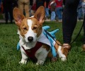 Tour de Corgi 2017