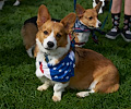 Tour de Corgi 2017