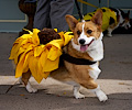 Tour de Corgi 2017