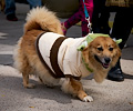 Tour de Corgi 2017