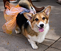 Tour de Corgi 2017