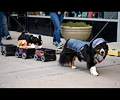 Tour de Corgi 2017