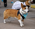 Tour de Corgi 2017