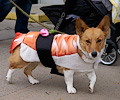 Tour de Corgi 2017