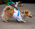 Tour de Corgi 2017