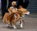 Tour de Corgi 2017