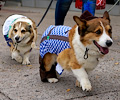 Tour de Corgi 2017