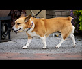 Tour de Corgi 2017