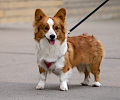 Tour de Corgi 2017