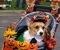 Tour de Corgi
