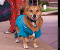 Tour de Corgi