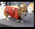 Tour de Corgi
