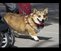 Tour de Corgi
