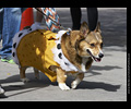 Tour de Corgi