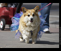 Tour de Corgi