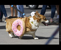 Tour de Corgi