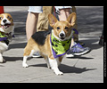 Tour de Corgi
