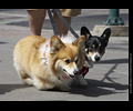 Tour de Corgi
