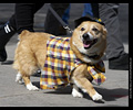 Tour de Corgi