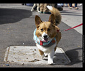Tour de Corgi