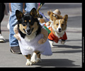 Tour de Corgi