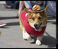 Tour de Corgi