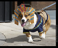 Tour de Corgi