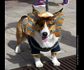Tour de Corgi
