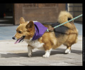 Tour de Corgi