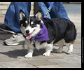 Tour de Corgi