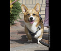 Tour de Corgi