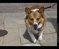 Tour de Corgi