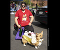 Tour de Corgi