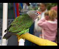 Bath Bird Day 2019