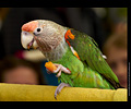 Bath Bird Day 2019