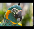 Bath Bird Day 2019