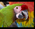 Bath Bird Day 2019