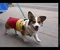Tour de Corgi
