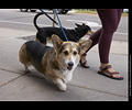 Tour de Corgi
