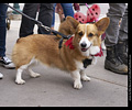 Tour de Corgi