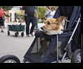 Tour de Corgi