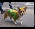 Tour de Corgi