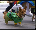 Tour de Corgi