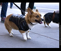 Tour de Corgi