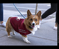 Tour de Corgi