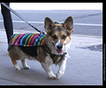 Tour de Corgi
