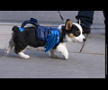 Tour de Corgi