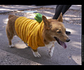 Tour de Corgi