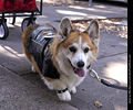 Tour de Corgi