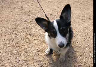 2019-09-28 Tour de Corgi (Pembroke Welsh Corgi)